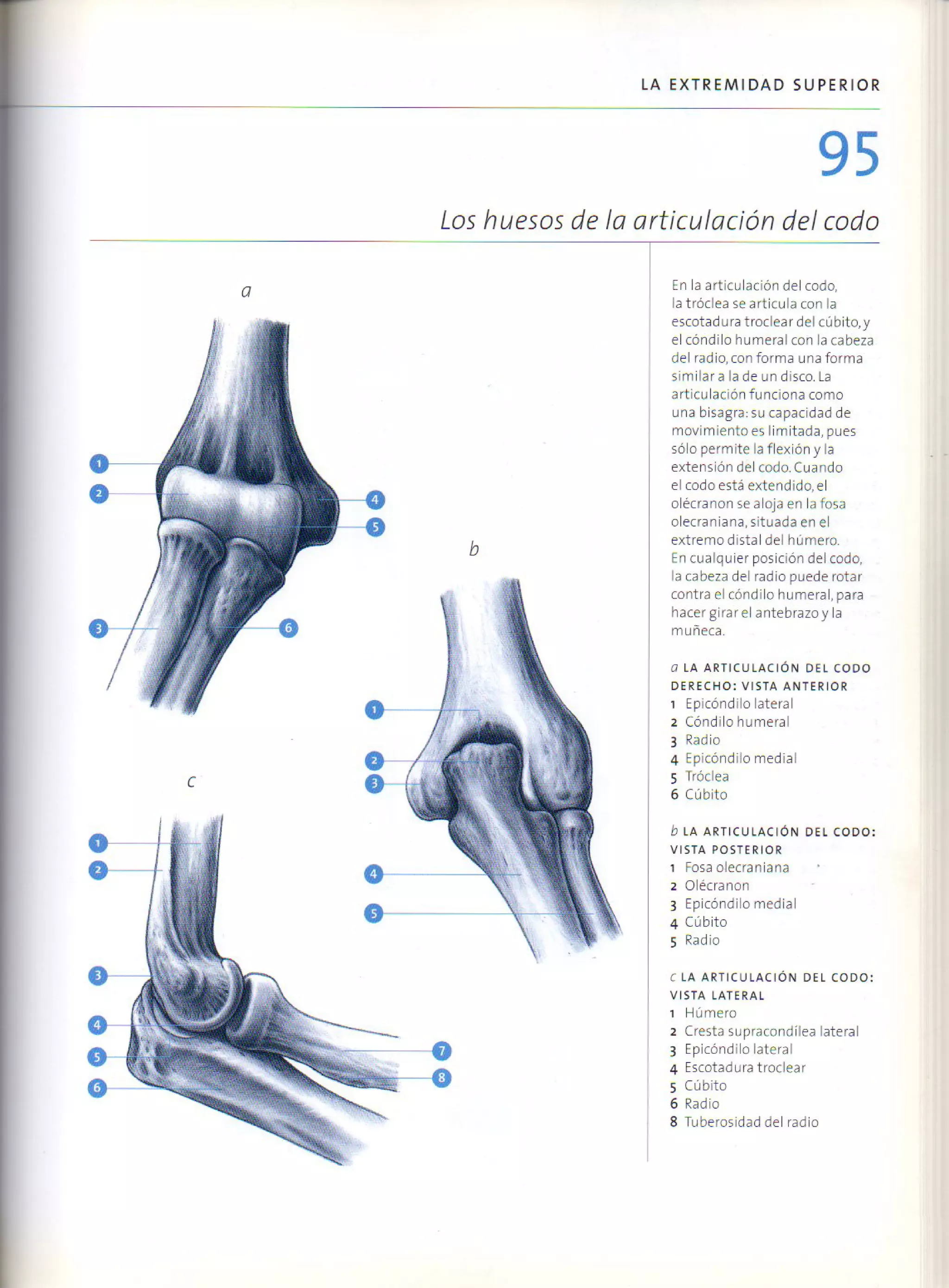 (Daniel carter) anatomia para el artista