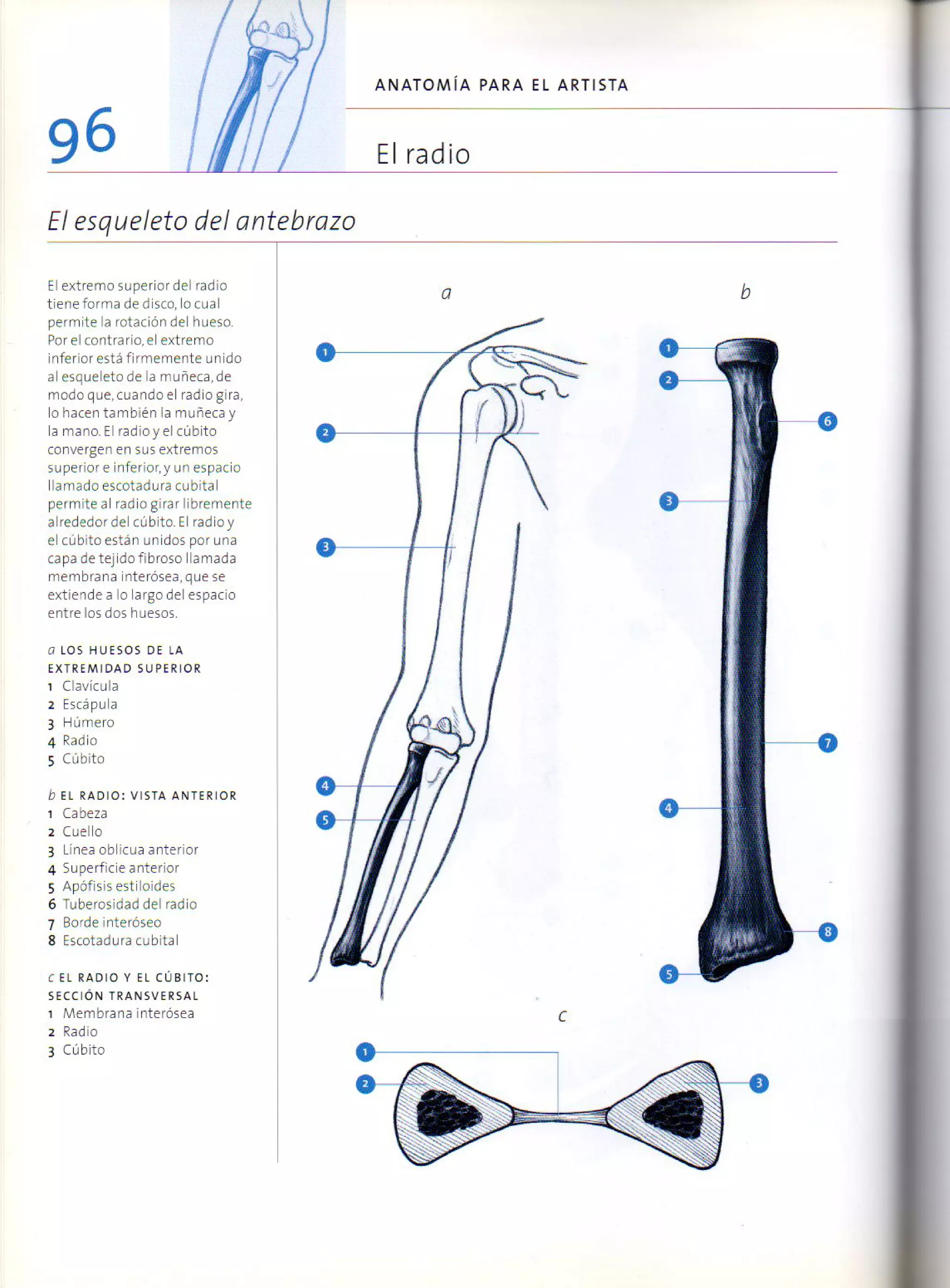 (Daniel carter) anatomia para el artista