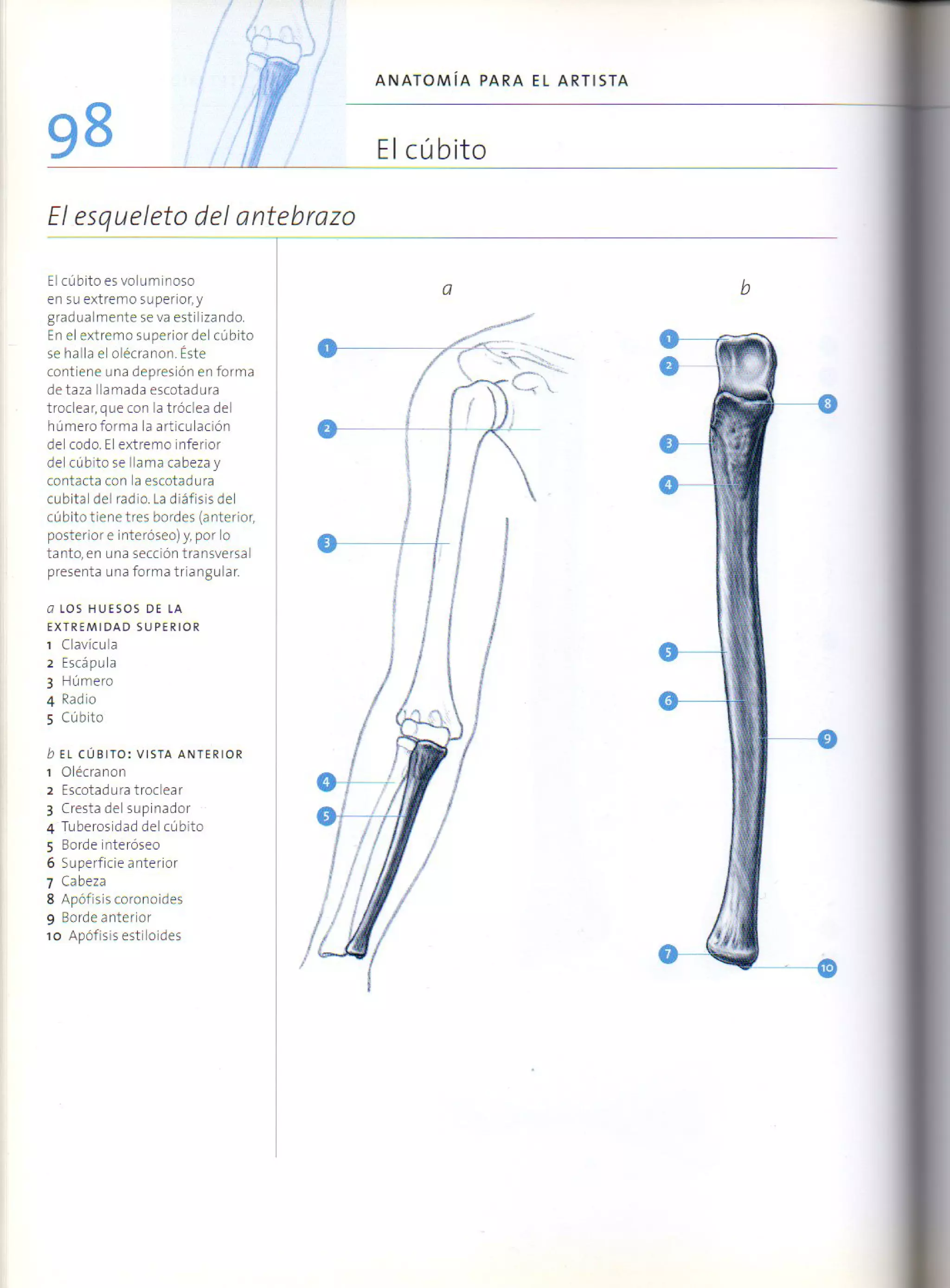 (Daniel carter) anatomia para el artista