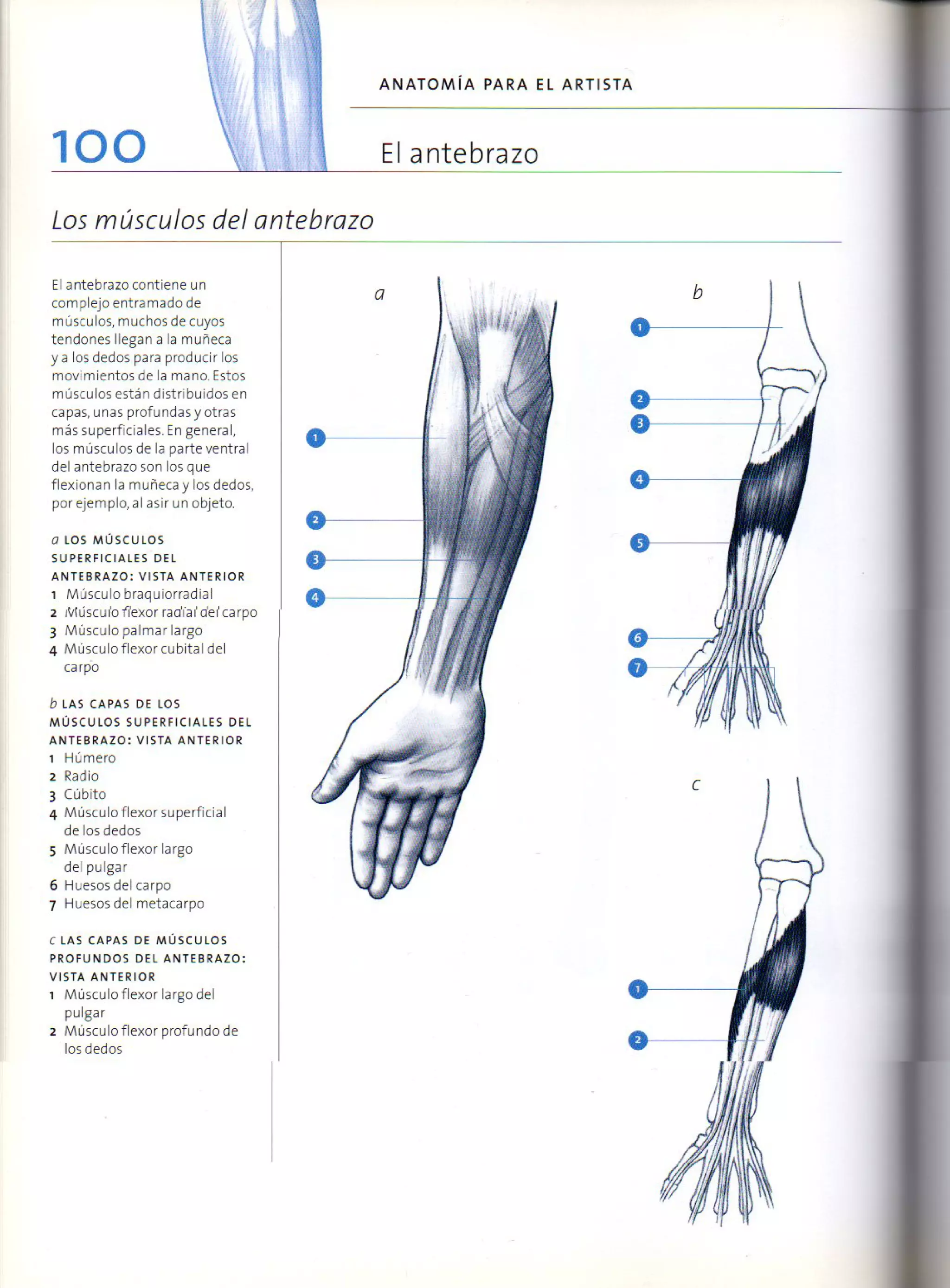 (Daniel carter) anatomia para el artista