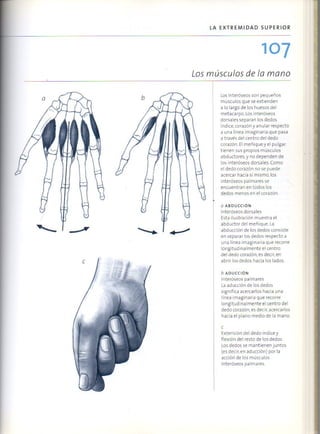 (Daniel carter) anatomia para el artista Slide 106