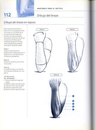 (Daniel carter) anatomia para el artista Slide 111