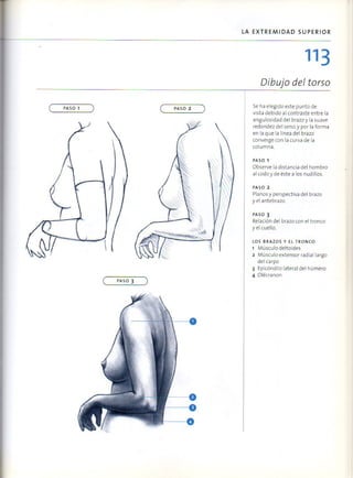 (Daniel carter) anatomia para el artista Slide 112