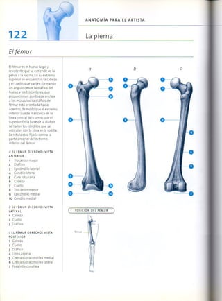 (Daniel carter) anatomia para el artista Slide 121