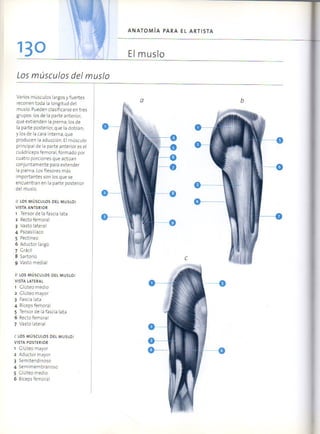 (Daniel carter) anatomia para el artista Slide 129