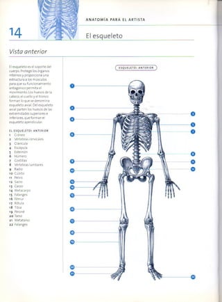 (Daniel carter) anatomia para el artista Slide 13