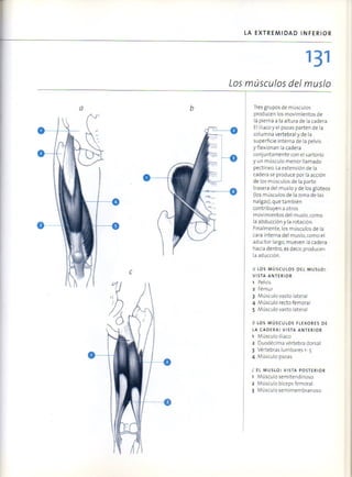 (Daniel carter) anatomia para el artista Slide 130