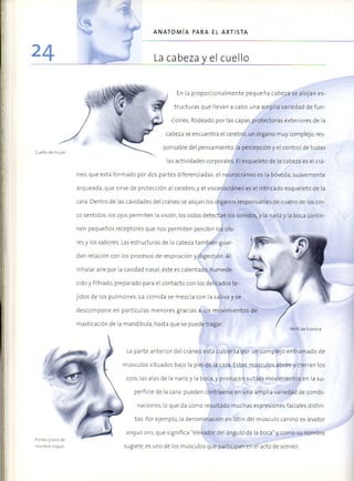(Daniel carter) anatomia para el artista Slide 23