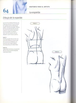 (Daniel carter) anatomia para el artista Slide 63