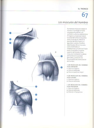(Daniel carter) anatomia para el artista Slide 66