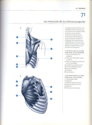 (Daniel carter) anatomia para el artista Slide 70