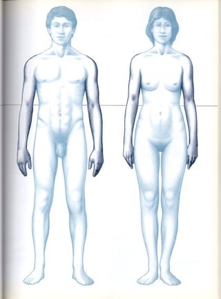 (Daniel carter) anatomia para el artista Slide 80