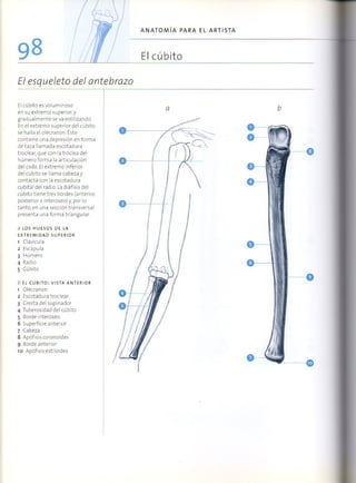 (Daniel carter) anatomia para el artista Slide 97