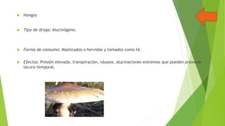 

Hongos



Tipo de droga: Alucinógeno.



Forma de consumo: Masticados o hervidos y tomados como té.



Efectos: Presión elevada, transpiración, náusea, alucinaciones extremas que pueden provocar
locura temporal.

 