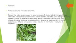 

Marihuana



Forma de consumo: Fumada o consumida.



Efectos: Ojos rojos, boca seca, uso de razón limitado o afectado, razón del tiempo alterado,
habilidades que requieren concentración o coordinación son afectadas, como manejar un coche;
paranoia, ataques de ansiedad intensificados, percepción alterada, se dificulta el asimilar
información nueva, problemas con el aprendizaje, la memoria, la percepción y el criterio,
problemas con el habla, con escuchar, pensar, atención de información y resolución de
problemas.

 