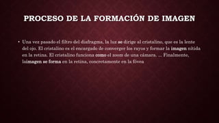 PROCESO DE LA FORMACIÓN DE IMAGEN
• Una vez pasado el filtro del diafragma, la luz se dirige al cristalino, que es la lente
del ojo. El cristalino es el encargado de converger los rayos y formar la imagen nítida
en la retina. El cristalino funciona como el zoom de una cámara. ... Finalmente,
laimagen se forma en la retina, concretamente en la fóvea
 