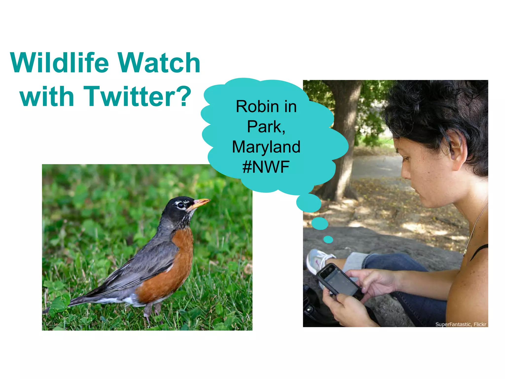 Wildlife Watch with Twitter? Robin in Park, Maryland #NWF