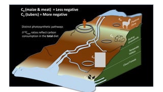 5
Pampas River
2200 MASL
Carbon Isotope values in the sierra:
C4 (maize & meat) = Less negative
C3 (tubers) = More negative
C4
C4
C3
C3
13Capp ratios reflect carbon
consumption in the total diet
Distinct photosynthetic pathways
 