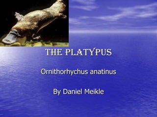 The Platypus
Ornithorhychus anatinus

   By Daniel Meikle
 