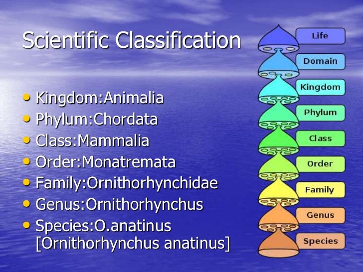 duck billed platypus classification duck billed platypus classification