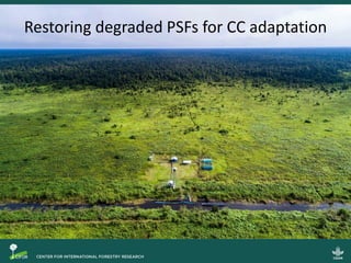 Why peatlands matter in the battle against climate change?