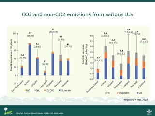 Why peatlands matter in the battle against climate change?