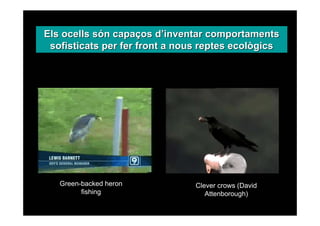 Els ocells són capaços d’inventar comportaments
 sofisticats per fer front a nous reptes ecològics




   Green-backed her...