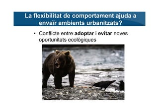 La flexibilitat de comportament ajuda a
     envaïr ambients urbanitzats?
   • Conflicte entre adoptar i evitar noves
    ...