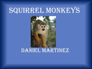Squirrel monkeys Daniel Martinez 