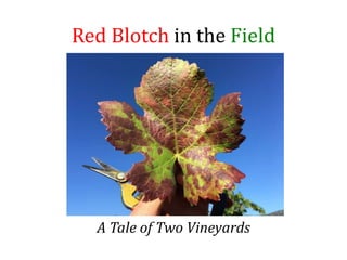 Red Blotch in the Field
A Tale of Two Vineyards
 