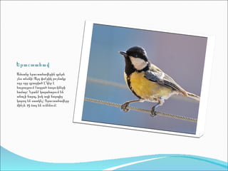 Երաշտահավ
Ամռանը երաշտահավերին գրեթե
չես տեսնի: Այդ փոքրիկ թռչնակը
ողջ օրը զբաղված է՝կեր է
հայթայթում քաղցած ձագուկների
համար: Նրանք կտցահարում են
անալի ճարպ, իսկ աղի ճարպից
կարող են սատկել: Երաշտահավերը
մինչև 15 ձագ են ունենում:
 