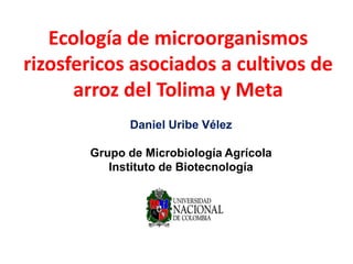 Ecología de microorganismos rizosfericos asociados a cultivos de arroz del Tolima y Meta 
Daniel Uribe Vélez 
Grupo de Microbiología Agrícola 
Instituto de Biotecnología  