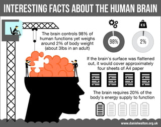 Interesting Facts About the Human Brain | PDF