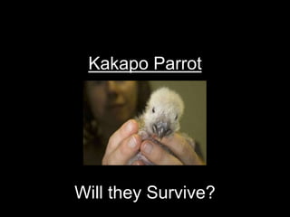Kakapo Parrot




Will they Survive?
 