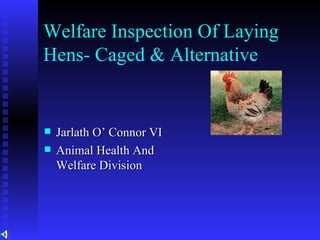 Welfare Inspection Of Laying Hens- Caged & Alternative ,[object Object],[object Object]