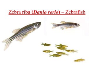 Zebra riba (Danio rerio) – Zebrafish
 