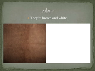  They’re brown and white. 
 