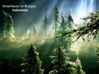 Amanhecer no Bosque
     Indonésia
 