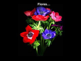 Flores…
 