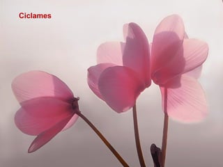 Ciclames
 