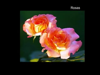 Rosas
 