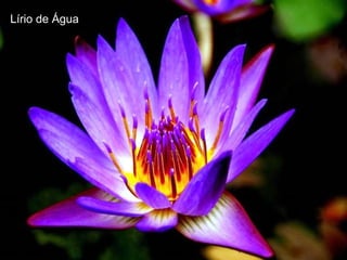 Lírio de Água
 