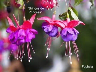 “Brincos de
 Princesa”




              Fuchsia
 