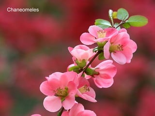 Chaneomeles
 