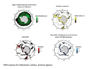 TDM	outputs	for	Odontaster	validus,	Antonio	Agüera
 