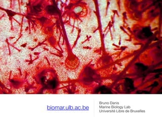 biomar.ulb.ac.be
Bruno Danis

Marine Biology Lab

Université Libre de Bruxelles
 