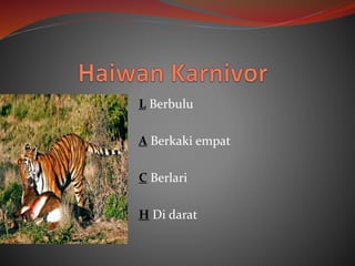 L Berbulu
A Berkaki empat
C Berlari
H Di darat
 