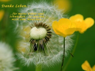 Danke Leben… … für meine Fehler und Schwächen - sie machen mich zum Menschen. 