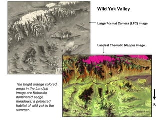 Wild Yak Valley Large Format Camera (LFC) image Landsat Thematic Mapper image The bright orange colored areas in the Landsat image are Kobresia dominated sedge meadows, a preferred habitat of wild yak in the summer. N 