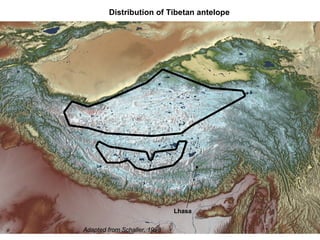 Lhasa Distribution of Tibetan antelope Adapted from Schaller, 1998 